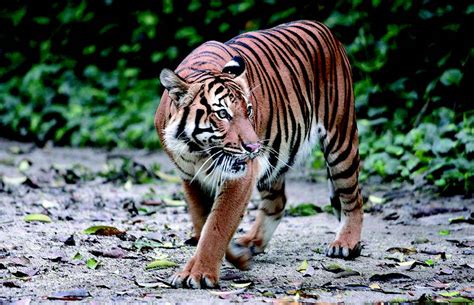 Malayan tigers not a threat to humans if not Threatened - Wildlife