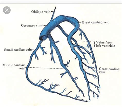 Venous System Cardiac Nursing Cardiac Anatomy Cardiology