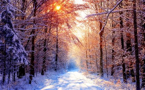 Nature Road Trees Snow Winter Wallpapers Hd Desktop