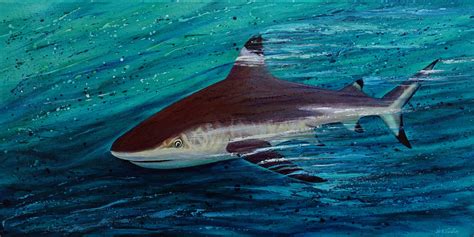 Black Tip Shark Original Painting Sold Deep
