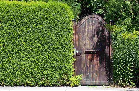 Privacy Plants The 13 Best Backyard Plants To Grow For Privacy Mymove