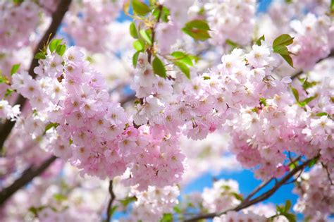 Beautiful Cherry Blossom Sakura In Spring Time Stock Image Image