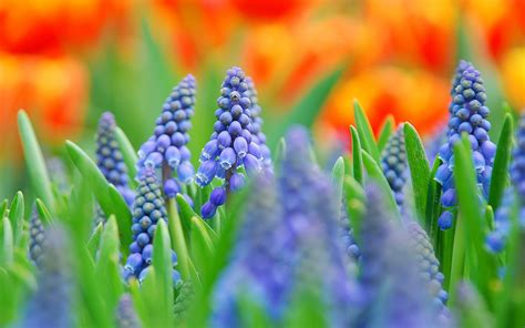 .watercolour hyacinth flowers and foliage episode 51: hyacinth hd - HD Desktop Wallpapers | 4k HD