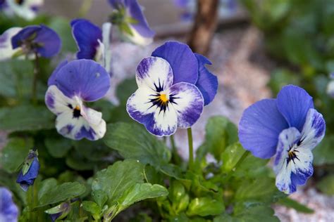 Viola Flower Plant Care Growing Pansies How To Care For Pansy And