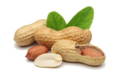Praline Peanut Legume Dried Fruit Peanut Png Transparent Images Png