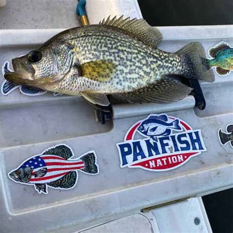 Crappie Fishing Lake Hartwell Tips Tactics And Reports Panfish Nation