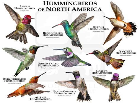 Hummingbirds Of North America Poster Print Etsy