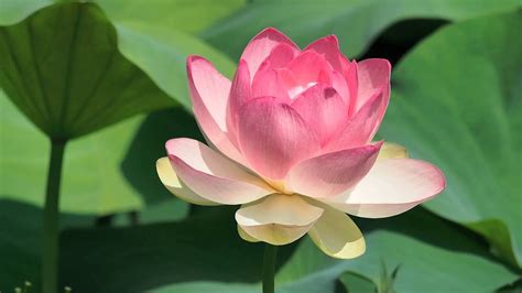 Pink lotus flower blooming in the pond. Lotus Flowers at Chanticleer Gardens - July, 2012 - YouTube