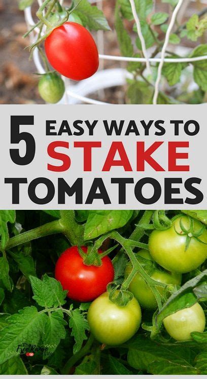 The 5 Best Ways To Stake Your Tomatoes Growing Organic Tomatoes