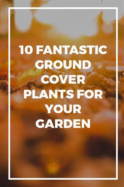 10 Fantastic Ground Cover Plants For Your Garden Dreamley