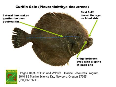 Odfw Finfish Species Flatfish