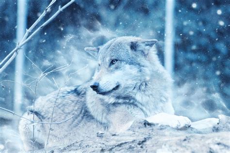 Ice Wolf Wallpapers Top Free Ice Wolf Backgrounds Wallpaperaccess