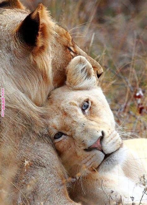Lion And Lioness Loyal Leo Pinterest Lion Lion And
