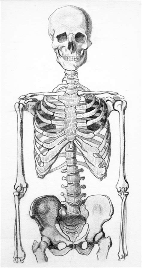 Skeleton Half By Webfoe On Deviantart