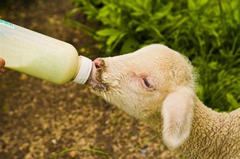 Feed Baby Farm Animals With Bottles E I E I A