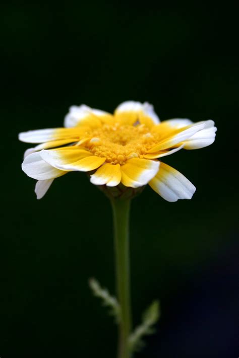 3840x2160 Resolution Shallow Focus Photography Of White And Yellow