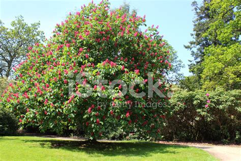 Image Of Red Horse Chestnut Tree Flowers Aesculus X Carnea Stock