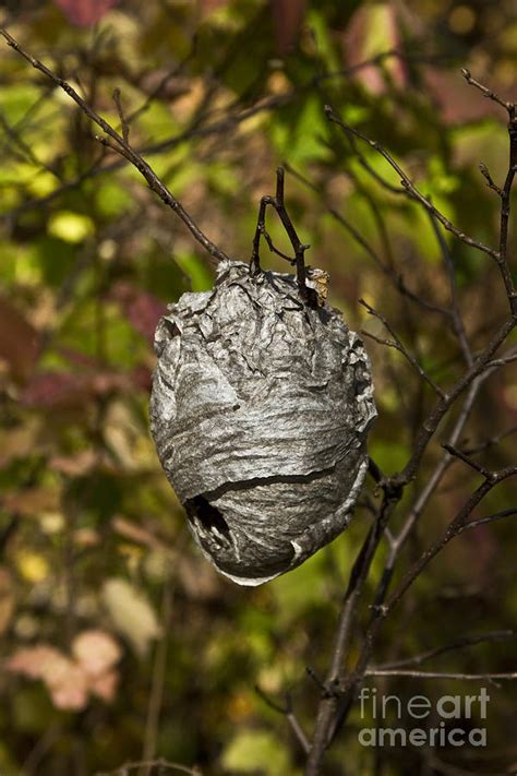 Bald Faced Hornet Nest Photograph By Linda Freshwaters Arndt Fine Art