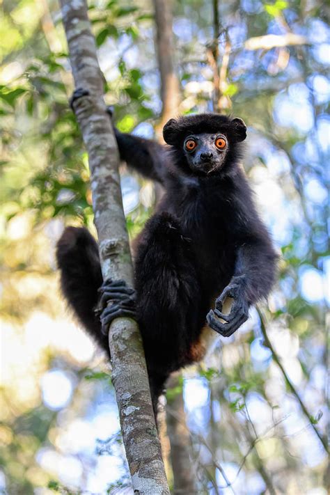 Black Lemur Milne Edwardss Sifaka Propithecus Edwardsi Madagascar