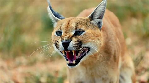 Can You Own A Pet Caracal Yes No Or Maybe