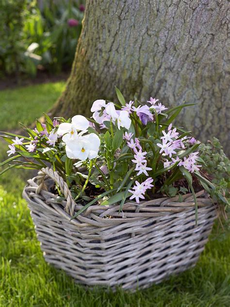 Plant Bulbs In Pots Now For Spring Beauty Sand And Sisal