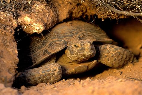 Desert Tortoise Habitat Model
