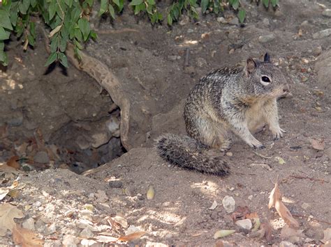 Fileca Ground Squirrel And Burrow Wikimedia Commons