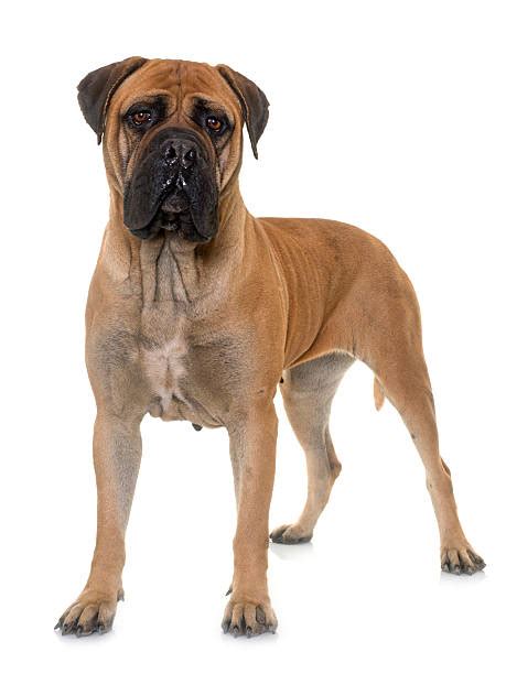 2200 Pictures Of Bull Mastiffs Stock Photos Pictures And Royalty Free