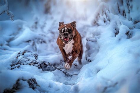 Boxer Dog Having Fun In Winter Wonderland Photograph By Tamas Szarka