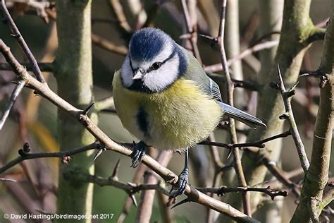 David Hastings Bird And Insect Images Blue Tit Cyanistes Caeruleus