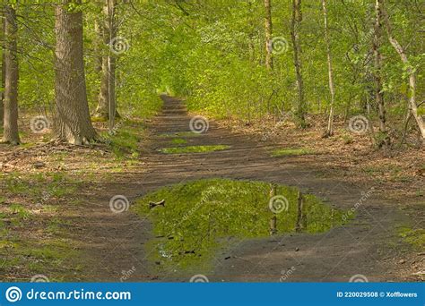 Path With Puddles Through A Fresh Green Spring Forest N The Flemish