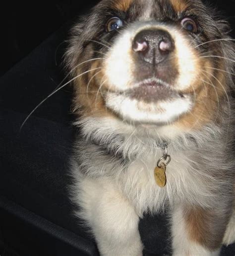 Funny Picture Of Australian Shepherd Puppy Face Very Close Up Hi
