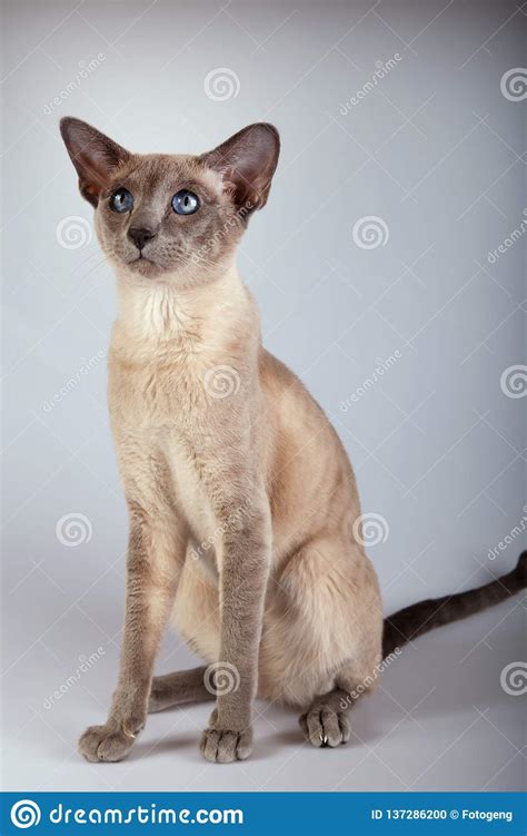 An Siamese Cat On A White Background Stock Photo Image Of Blanket