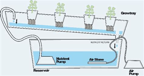 How Do Hydroponics Work A Quick And Simple Guide