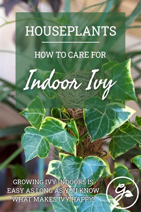 A Houseplant Plant With The Words How To Care For Indoor Ivy Growing In It