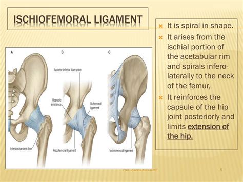 Ppt Hip Joint Powerpoint Presentation Free Download Id3933681