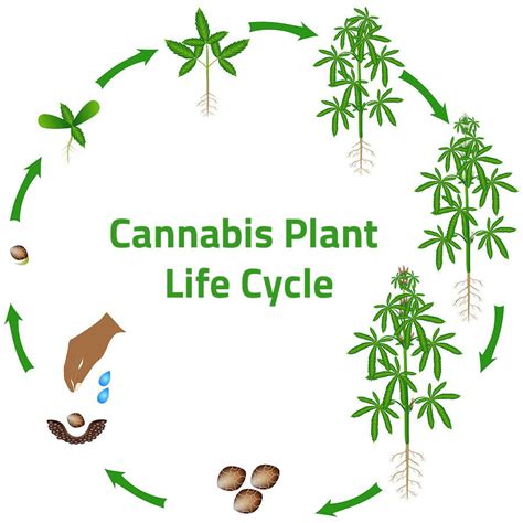 From Seed To Bud The Plant Life Cycle Of Cannabis Twister Technologies