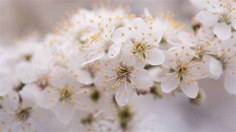 Blossom White Flowers In Blur Background 4k 5k Hd Flowers