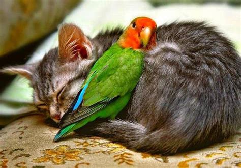 Bird Cuddling With A Kitten Runlikelyfriends