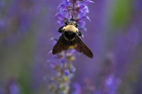Carpenter bees are those big, fuzzy bees flying around your house. How to Get Rid of Carpenter Bees | GetRidofThings.com