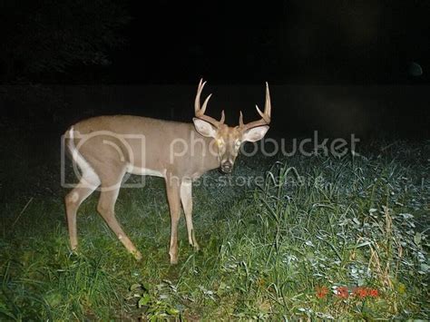 Score This Whitetail The Hunting Beast