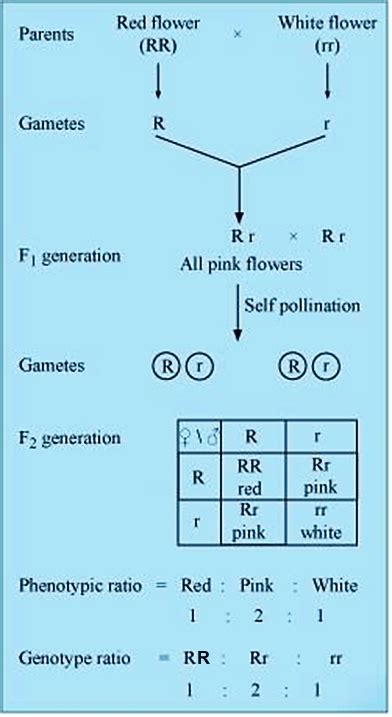 Genotype And Phenotype Ratios