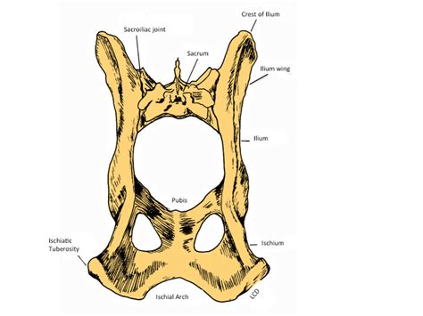 Canine Pelvic Anatomy