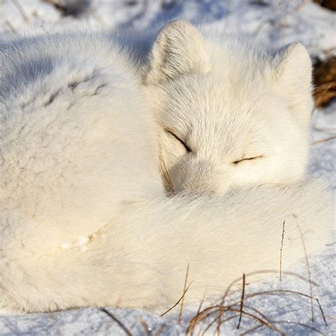 Learn How To Draw A Sleeping Arctic Fox In 9 Steps Drawings Fox