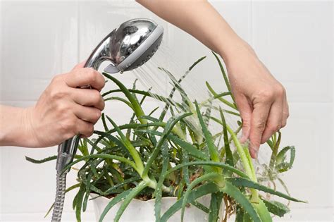 Check spelling or type a new query. 16 Best Plants That Thrive In Your Bathroom