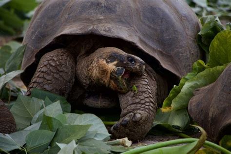 10 Fun Facts About Galapagos Tortoises Fact City