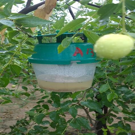 Pheromone Trapand Plastic Bucket Funnel Traps For Agricultural Insect