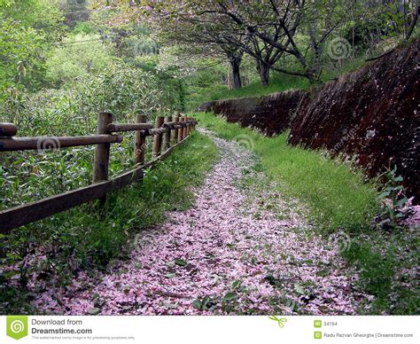 Spring Path Stock Images Image 34194