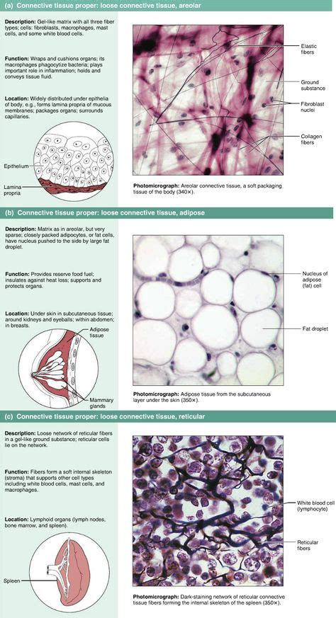 9 Types Of Tissue Ideas Tissue Types Human Anatomy And Physiology