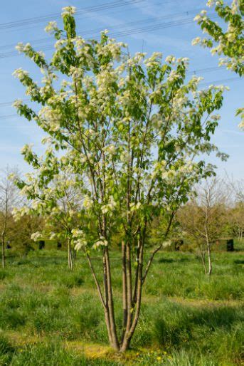 Prunus Maackii Amber Beauty Manchurian Cherry Nature First Trees